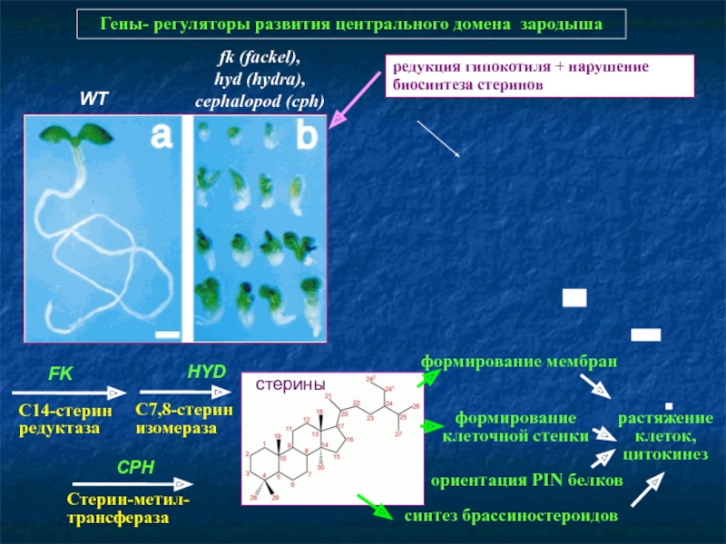 Кракен ссылка настоящая